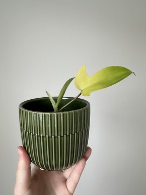 Philodendron florida beauty #3