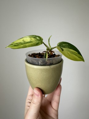 Philodendron florida beauty #4