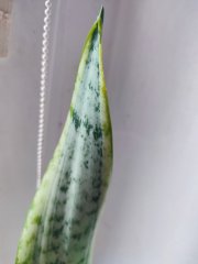 IMG_20250802_194053.jpg