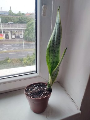 Tchýni jazyk / Sansevieria Laurentii #1