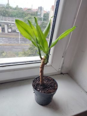 Dracena #2