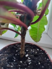 IMG_20250802_194027.jpg