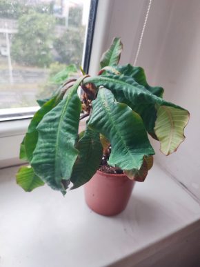 Pryšec běložilný / Euphorbia leuconeura #1