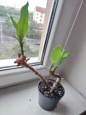 Dracena #3