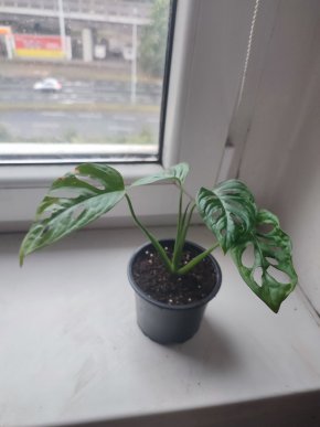 Malá Monstera Adansonii monkey leaf #1