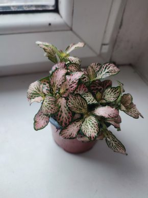 Fitónie / Fittonia / Hadí kůže #6