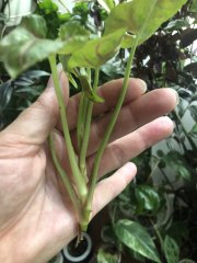 IMG_0066.jpeg