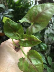 IMG_0065.jpeg