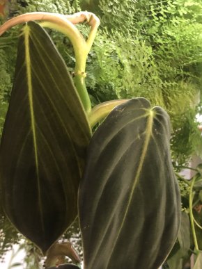 Philodendron Gigas- vrcholový řizek .
