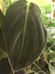IMG_0064.jpeg