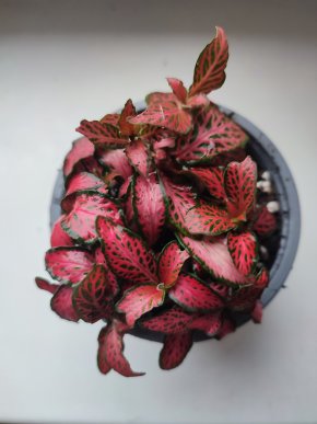 Fitónie / Fittonia / Hadí kůže #4