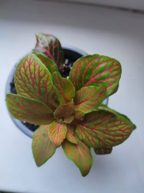 Fitónie / Fittonia / Hadí kůže #3