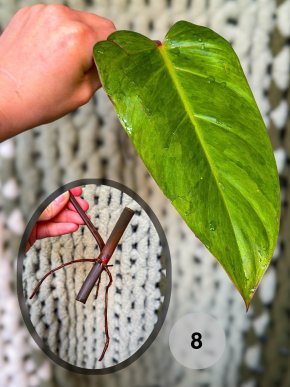 Philodendron Painted Lady