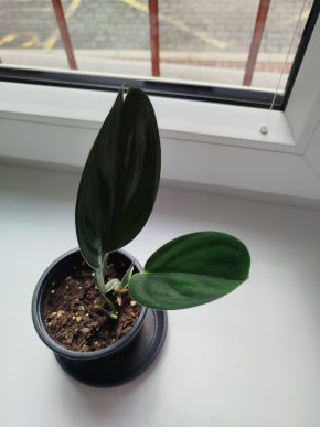 Scindapsus treubi dark form