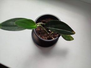 Scindapsus treubi dark form