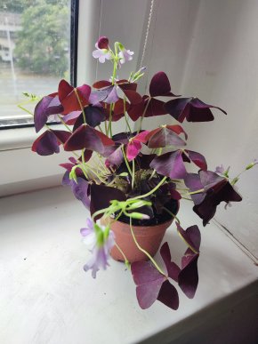 Šťavel trojhraný / Oxalis triangularis #1