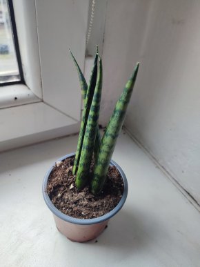 Tchýnin jazyk / Sansevieria cylindrica #1