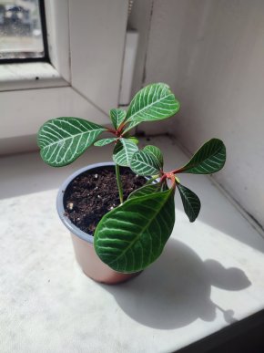 Pryšec běložilný / Euphorbia leuconeura #2