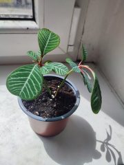 IMG_20250803_143028.jpg