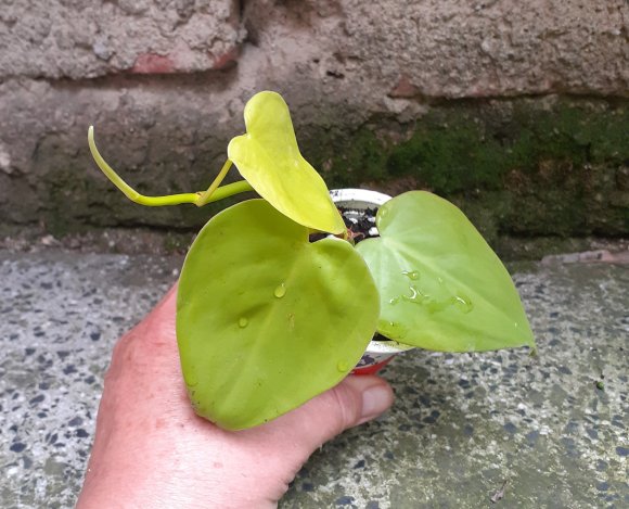 20250803_152654.jpg