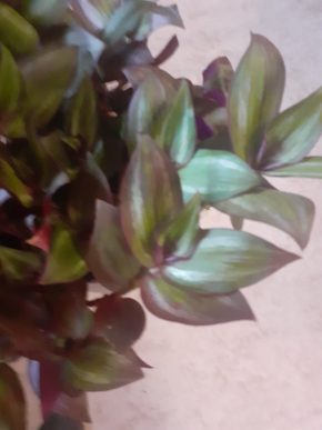 Zebrina