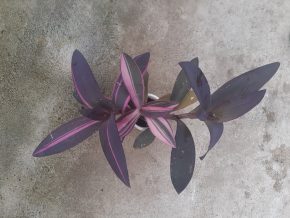 Tradescantia Pallida Purpurea Pink