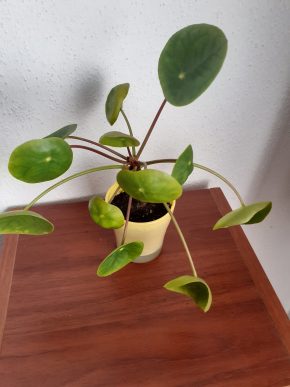 Pilea