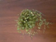20250727_171543.jpg