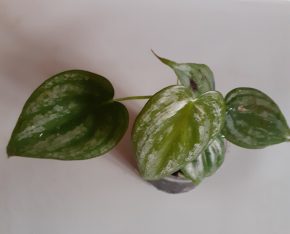 Philodendron Brandtianum