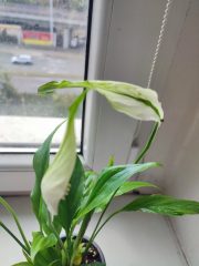 IMG_20250803_142849.jpg