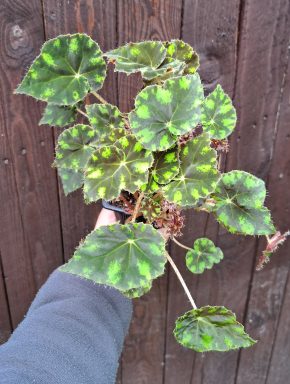 Begonia bowerae tiger 1