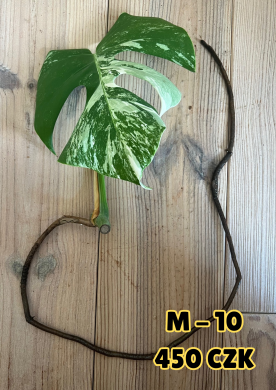 Monstera Albo Variegata