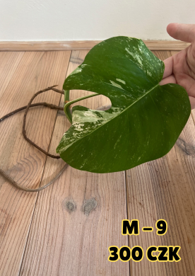 Monstera Albo Variegata