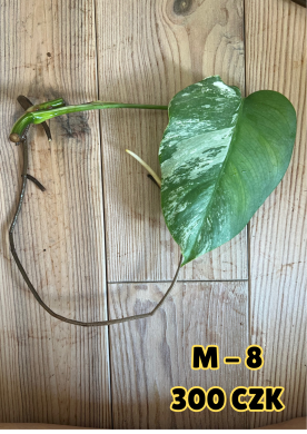 Monstera Albo Variegata