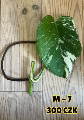Monstera Albo Variegata