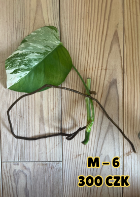 Monstera Albo Variegata