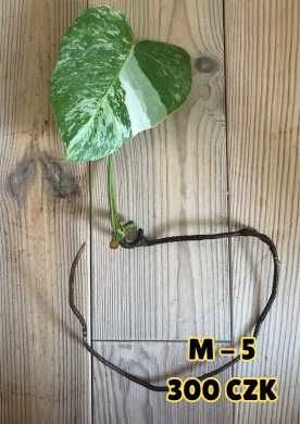 Monstera Albo Variegata