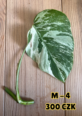 Monstera Albo Variegata