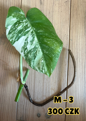 Monstera Albo Variegata