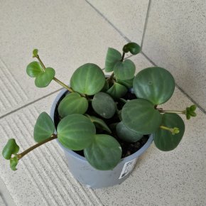 Peperomia rotundifolia