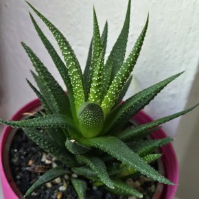 Haworthiopsis