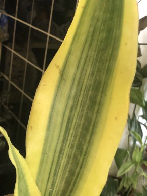 Sansevieria Yellowstone- řizek ( 1 list)