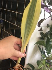 IMG_0089.jpeg