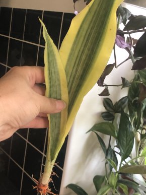 Sansevieria Yellowstone - řizek ( 2listy).