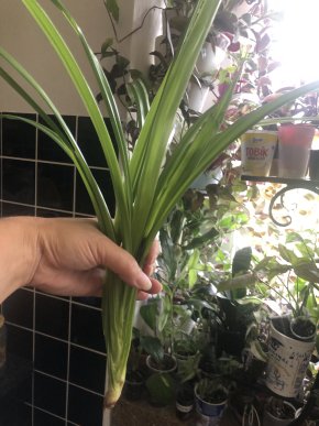 Pandanus Veitchii - velký řizek