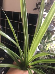 IMG_0085.jpeg