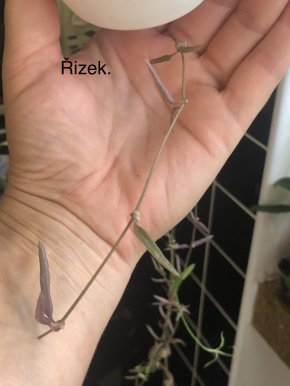 Ceropegia Linearis - čerstvý řizek .