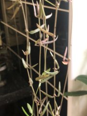 IMG_0091.jpeg