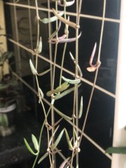 IMG_0090.jpeg