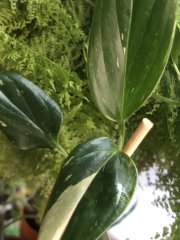 IMG_0060.jpeg
